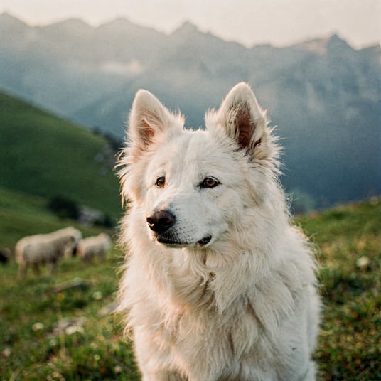 Podhale Sheepdog and pet insurance guide