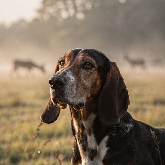 Poitevin and pet insurance guide