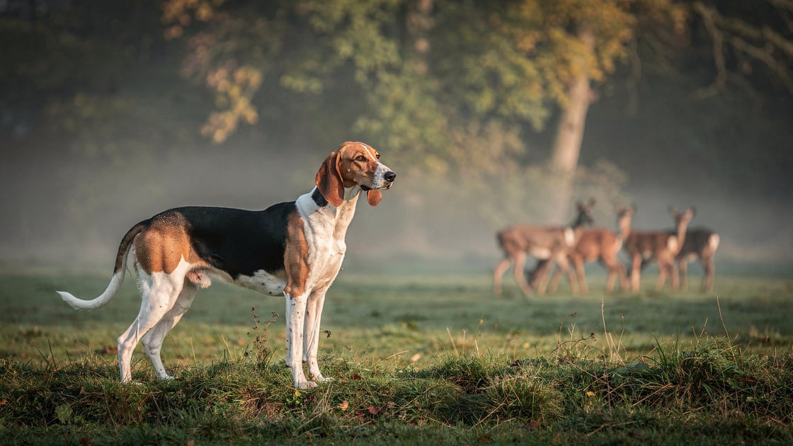 Poitevin — vet costs and insurance