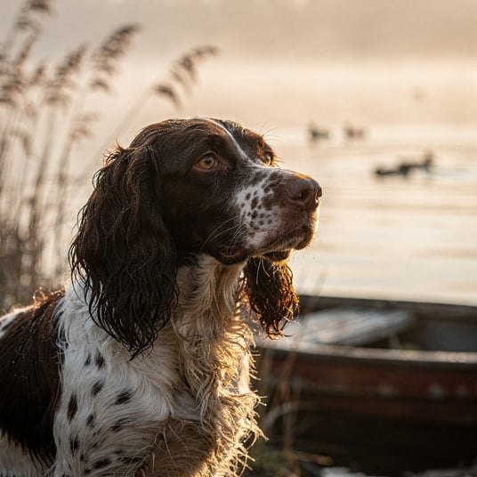 Pont Audemer Spaniel