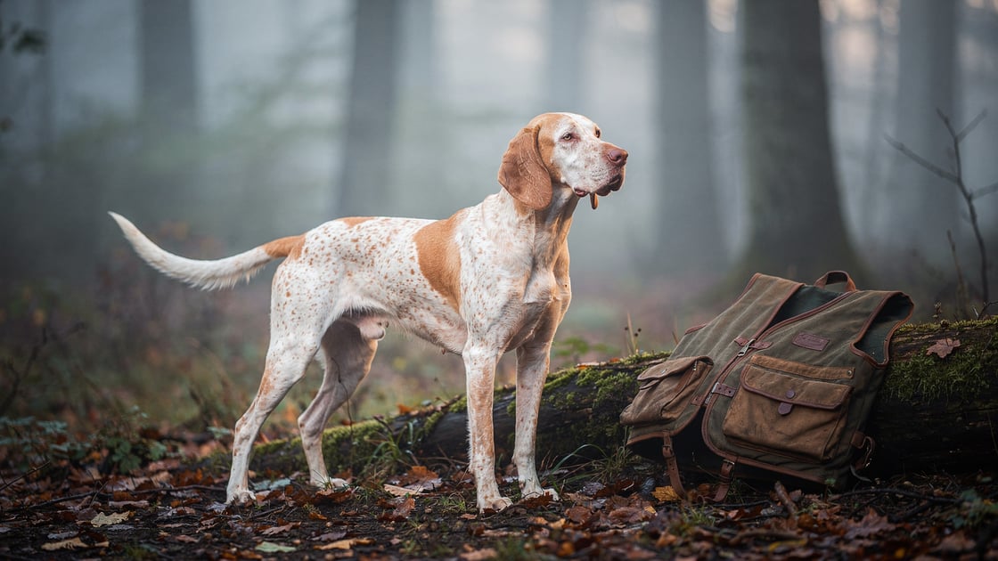 Porcelaine — vet costs and insurance