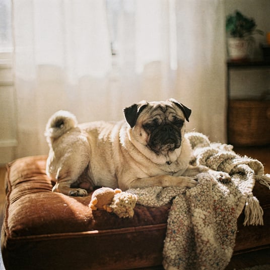 Pug and pet insurance guide