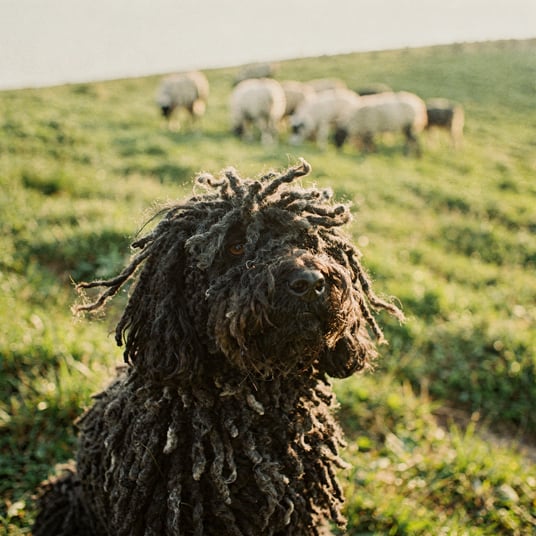 Puli and pet insurance guide