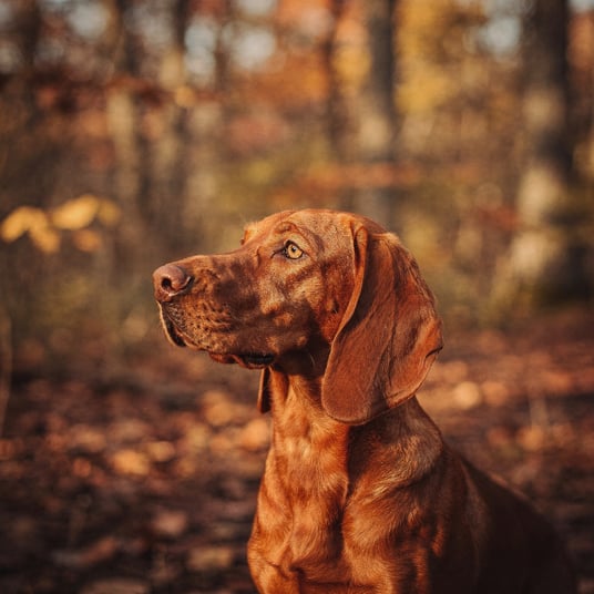 Redbone Coonhound and pet insurance guide