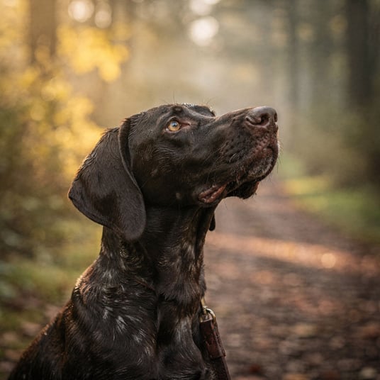Saint Germain Short Haired Pointer