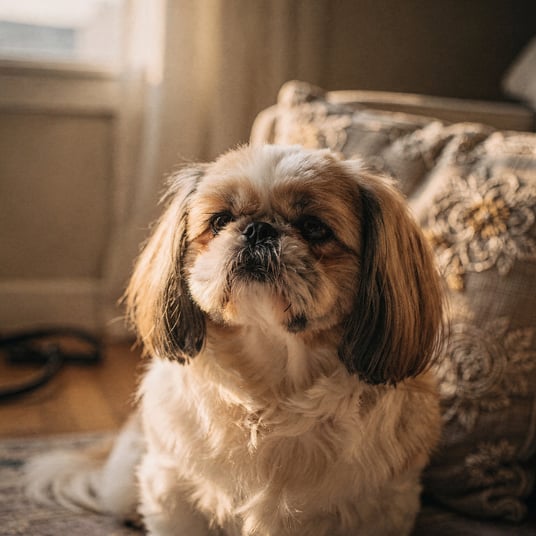 Shih Tzu