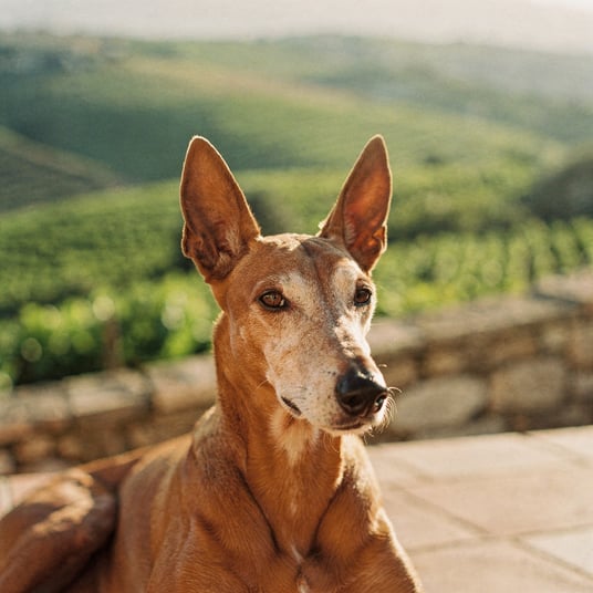 Sicilian Hound