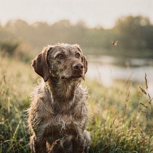 Slovak Rough Haired Pointer and pet insurance guide