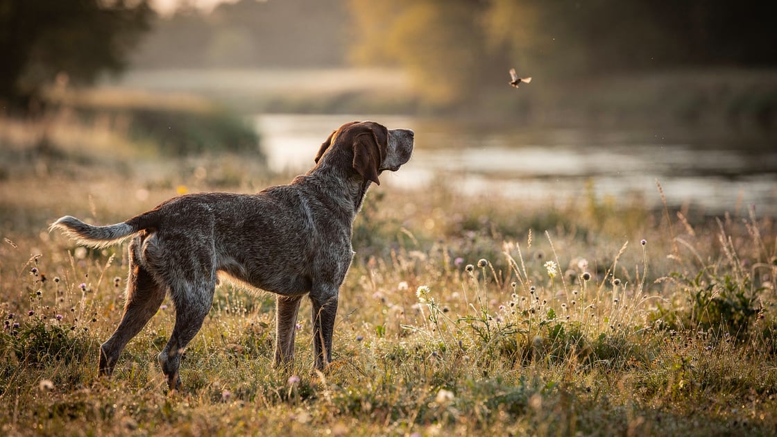 Slovak Rough Haired Pointer — vet costs and insurance