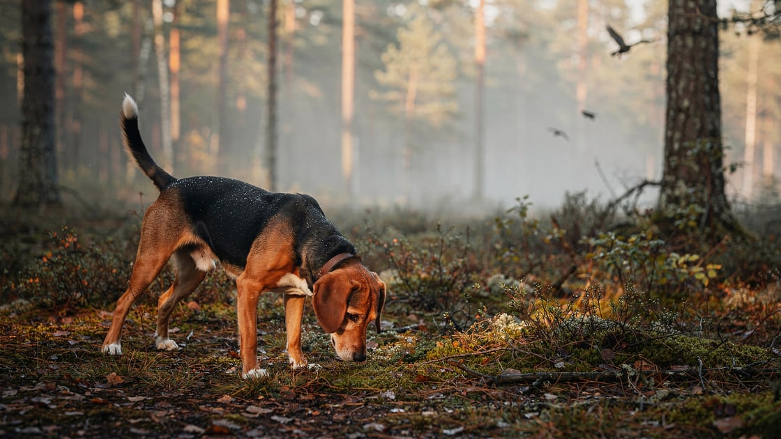 Smaland Hound — vet costs and insurance