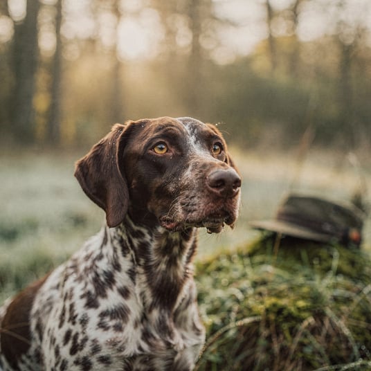 Small Munsterlander and pet insurance guide