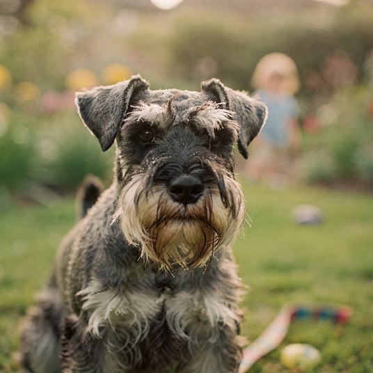 Standard Schnauzer and pet insurance guide
