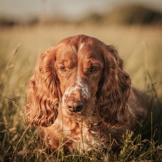 Sussex Spaniel