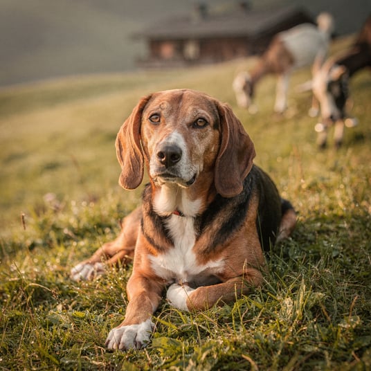 Swiss Hound Short Legged