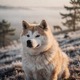 Akita Inu