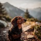 Alpine Dachsbracke