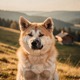 American Akita