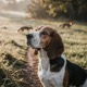 American Foxhound