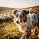 Australian Shepherd