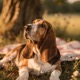 Basset Hound