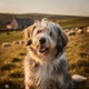 Bearded Collie