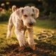 Bedlington Terrier