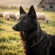 Belgian Shepherd - Groenendael