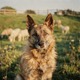 Belgian Shepherd - Laekenois