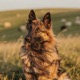 Belgian Shepherd - Tervuren