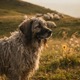 Bergamasco Shepherd