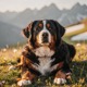 Bernese Mountain Dog