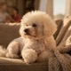 Bichon Frise