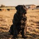 Black Russian Terrier