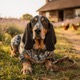 Blue Gascony Basset