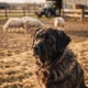 Bouvier des Flandres