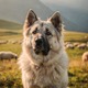 Caucasian Shepherd Dog