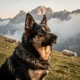 Czech Mountain Dog