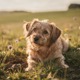 Dandie Dinmont Terrier