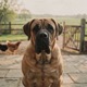 Danish Mastiff