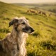 Deerhound