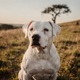 Dogo Argentino