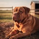 Dogue de Bordeaux