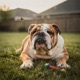 English Bulldog