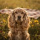 English Cocker Spaniel