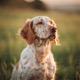 English Setter