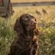 Field Spaniel
