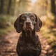 French Gascony Short-haired Pointer