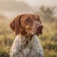French Pyrenean Short-haired Pointer