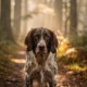 German Long-haired Pointer
