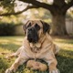 German Mastiff